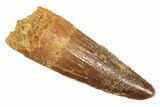 Juvenile Fossil Spinosaurus Tooth - Real Dinosaur Tooth #298404-1